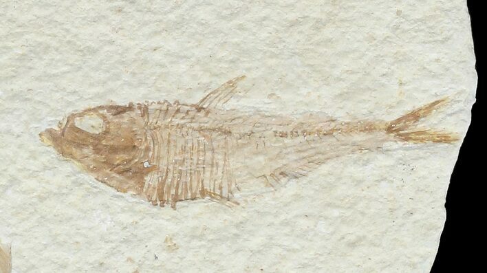 Bargain, Diplomystus Fossil Fish - Wyoming #67942